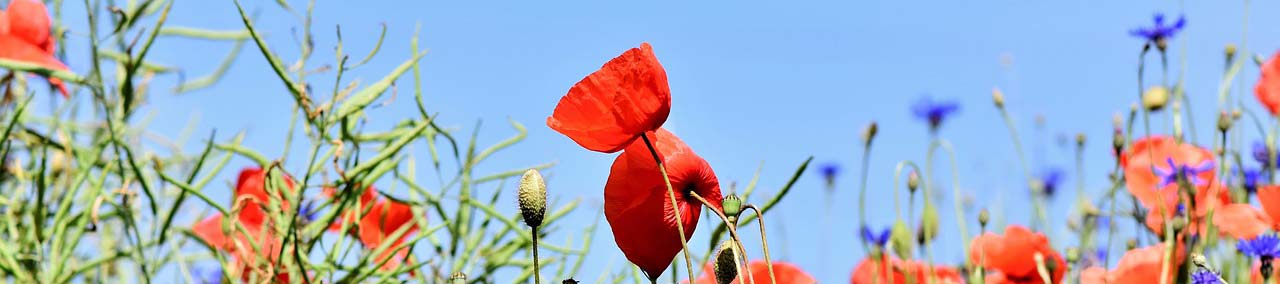 Mohn im Frühling